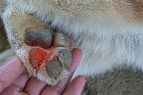 Dog Paws With Blood Blisters Top Causes And Vet Advice