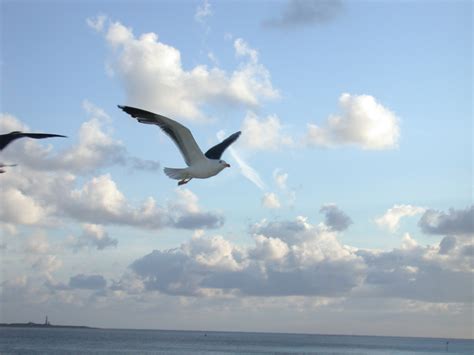 Imageafter Images Sea Ocean Seagulls Seagull Sky Clouds