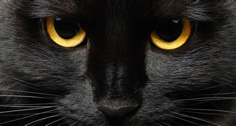 Beware the black cat! 13 Irish superstitions everyone should know about