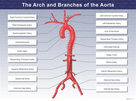 Anatomy Of The Thoracic Aorta And Of Its Branches Tho