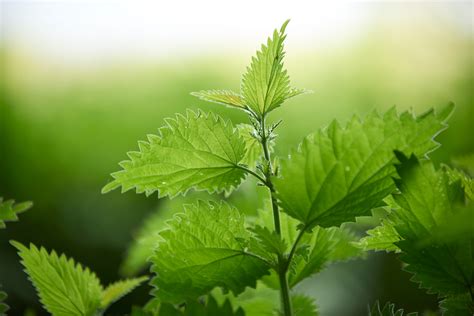 9219 bac feuille sont disponibles sur alibaba.com. Orties, plantes médicinales faciles à planter | Conseils ...
