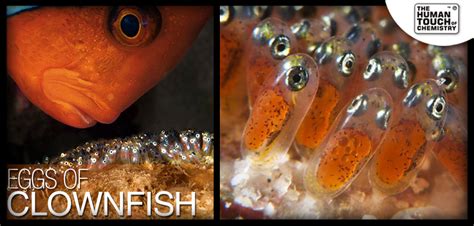 Glowfish Babies Glow Fish Clown Fish Fish Pet