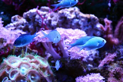 10 Best Peaceful Reef Fish Perfect For Beginners The Beginners Reef