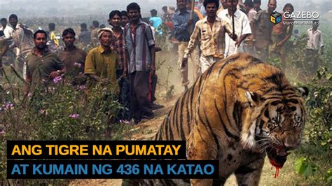 Ang Pinaka Kinatatakutang Tigre Sa Kasaysayan Na Pumatay At Kumain Ng