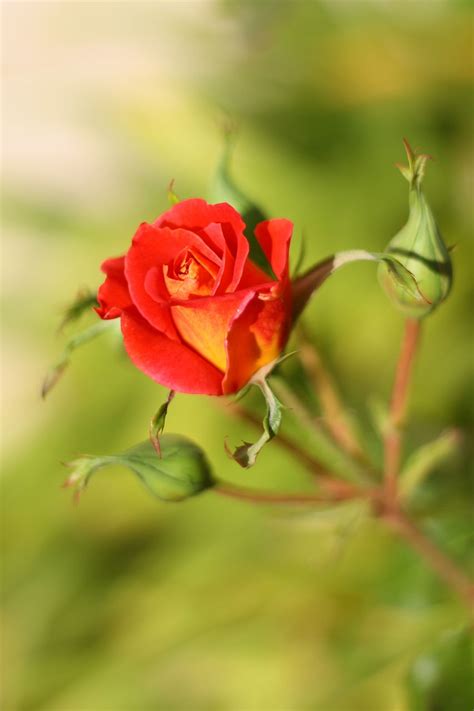 Images Gratuites Fleur Pétale Floraison Romantique Botanique