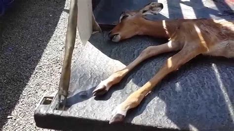 10 Day Old Impala Killed By Poachers Youtube
