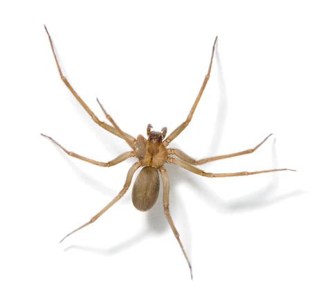 Brown Recluse Spider Bites Signs And Symptoms Childrensmd