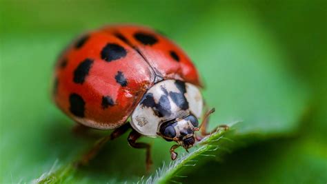 Heres What It Really Means When You See A Ladybug