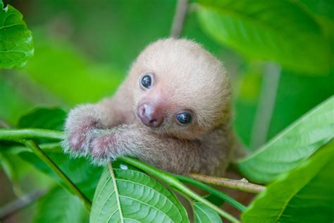Cute Sloth Pictures Adorable Photos Of Sloths Readers Digest