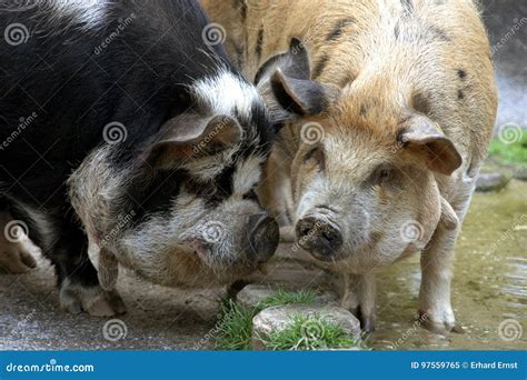Pigs In Love Stock Image Image Of Cute Amorous Mammal 97559765