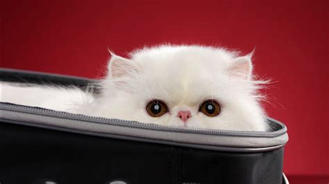 Cute Cat In Bag HD Animals Wallpapers | HD Wallpapers | ID #36819