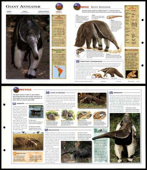 Giant Anteater 105 Mammals Wildlife Explorer Fold Out Card