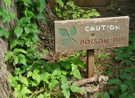 10 Pretty Plants You Didnt Know Were Poisonous Bob Vila