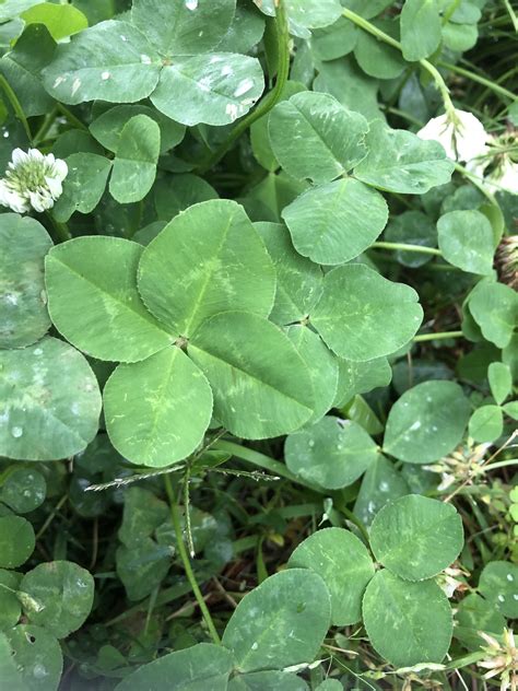 Pin By Ann Lee On Four Leaf Clover~~ ️ Plant Leaves Clover Leaf Plants