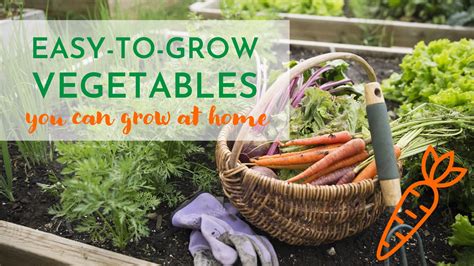 Easy to grow vegetables you can grow at home (New vegetables added ...