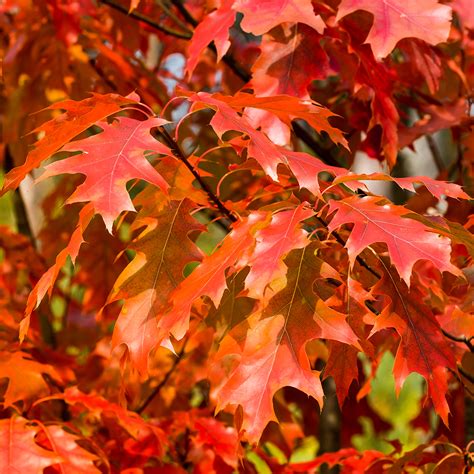 Quercus Rubra Northern Red Oak Horomidis Agronomic Corp