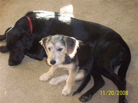 Happy tails pet sitting reviews by job title. Should I Get a Another Dog To Add To Our Family? - Love ...