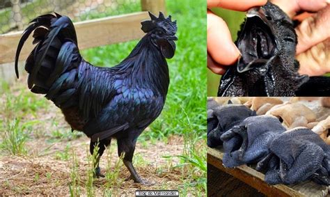 Blog Do Mrcondes Para Quem Acha Que Ja Viu Um Galo Preto Eis O Ayam