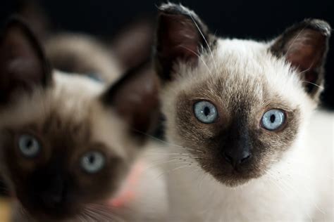 The Best 4 Indoor Cat Breed Pets Nurturing