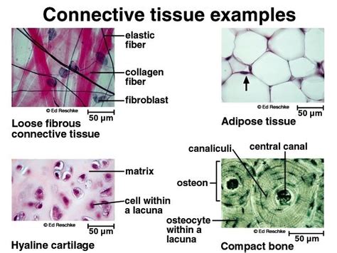 loose connective tissue labeled matrix