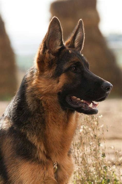 17 Best Images About German Shepherd Dogs On Pinterest Beautiful Dogs