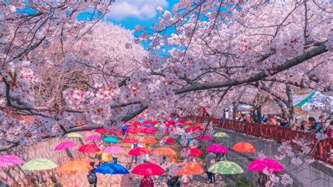 You Gotta Check Out These Stunning Cherry Blossom Festivals In South