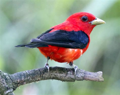 Top 10 Most Beautiful Birds In The World Mill Door Makes