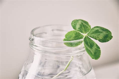 A Bouquet Of L Field Four Leaf Clovers In A Small Vase On A Light