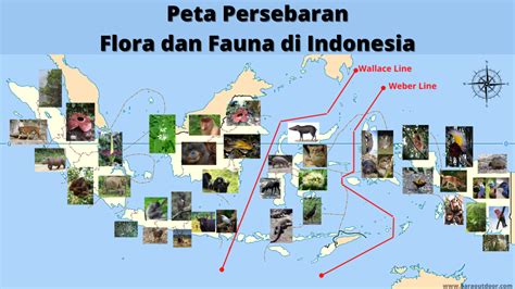 Peta Persebaran Flora Dan Fauna Di Indonesia Riset