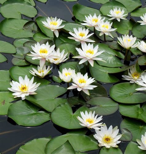 Marliac Albida Hardy White Water Lily Water Lilies Water Lily Pond