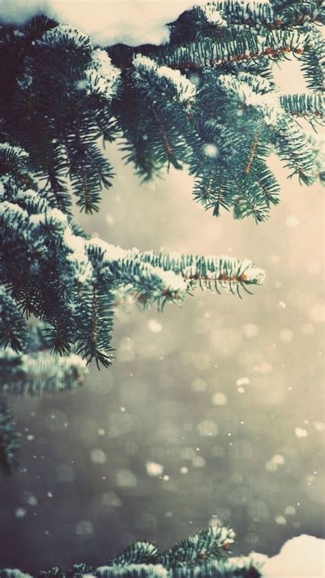 Download Wallpaper 1080x1920 Winter Spruce Branches Snow Glare Sony