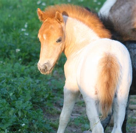 Hickory Springs Falabella Foals