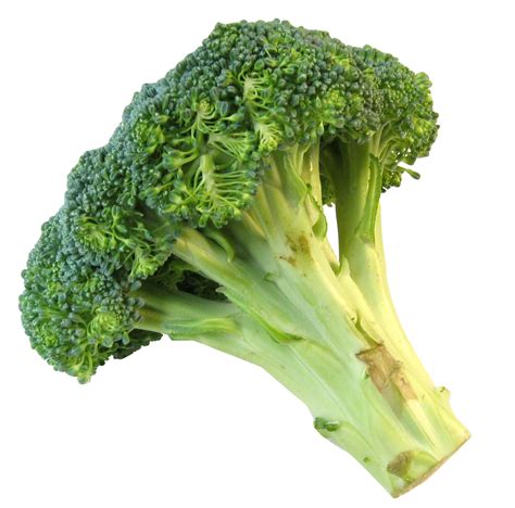 Fresh Broccoli Png Image Purepng Free Transparent Cc0 Png Image Library