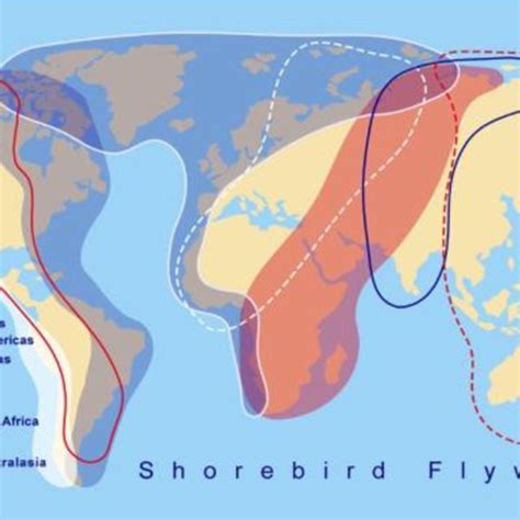 Major Waterbird Flyways In The World Source International Wader