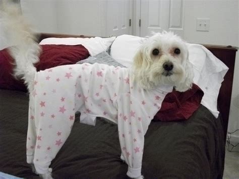 Pajamas For Big Dogs Big And Small Dog Boutique