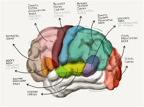 The Neuroscience Of Learning And Memory Part I Idorecall