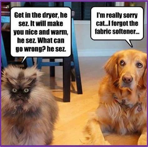 27 Funny Memes Cats And Dogs Factory Memes