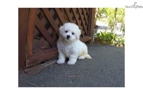 Buy and sell maltipoos puppies & dogs uk with freeads classifieds. Benny: Malti Poo - Maltipoo puppy for sale near San ...