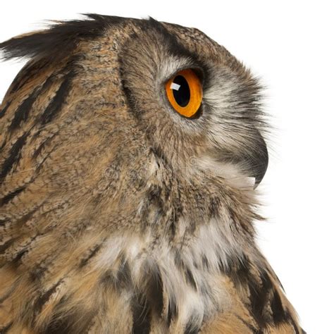 Close Up Of Eurasian Eagle Owl Bubo Bubo Stock Photo Image Of Animal