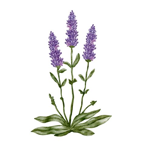 Watercolor Lavender Flower Clip Art 16539743 Png