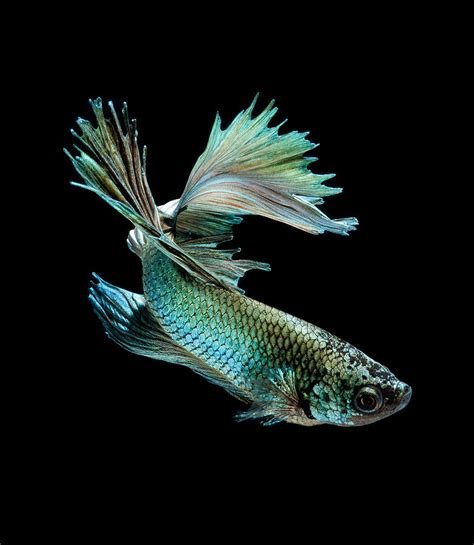 Siamese Fighting Fish On Black Background Photograph By Visarute