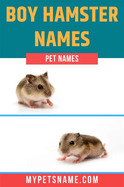 Boy Hamster Names