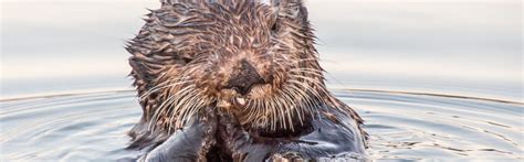 Sea Otter Faunafocus