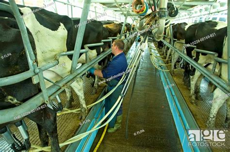 Domestic Cattle Holstein Friesian Cows In Milking Parlour With