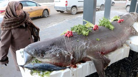 Karadeniz'de yakalanan köpek balığı Erzurum'da sergilendi - Son Dakika