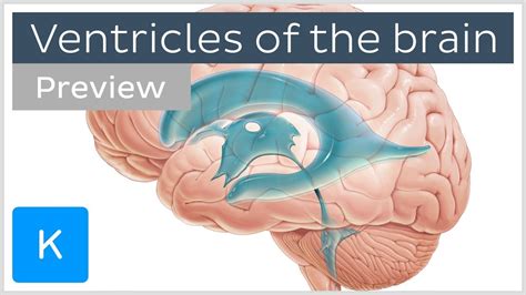 Ventricles Of The Brain And Csf Preview Human Neuroanatomy Kenhub