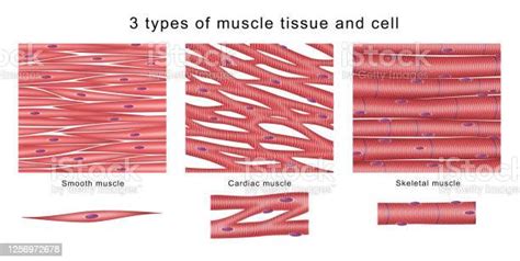 3 Types Of Muscle Tissue And Cell Stock Illustration Download Image