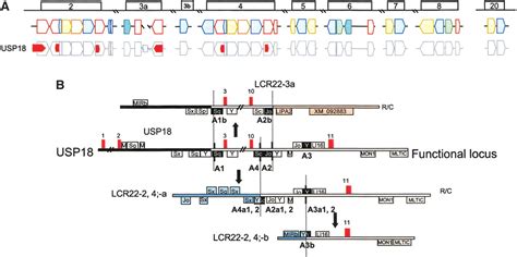 shuffling of genes within low copy repeats on 22q11 lcr22 by alu mediated recombination events