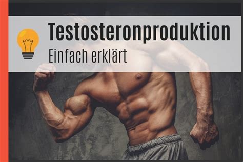 testosteronproduktion einfach erklärt in bildern [2024] — potenz tipps für männer
