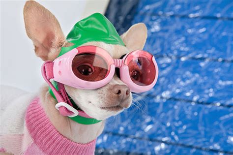 Your Dog Can Swim At Esquimalt Rec Next Week Before Pool Closes For